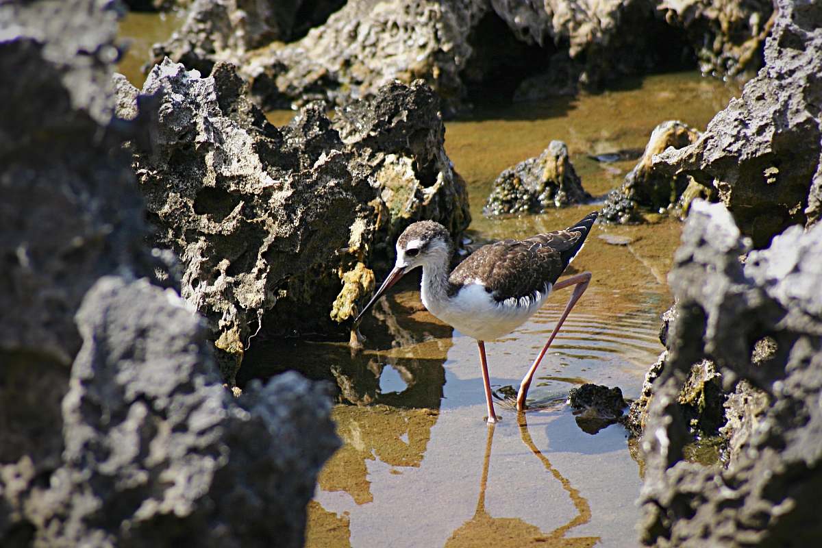 bird white and brown bird on water during daytime nature