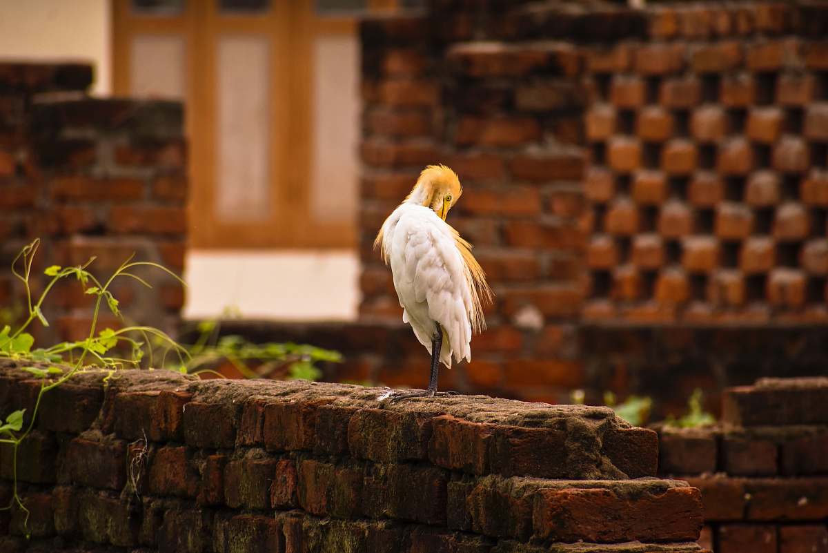 bird white and brown bird perching on brown concrete wall at daytime stork
