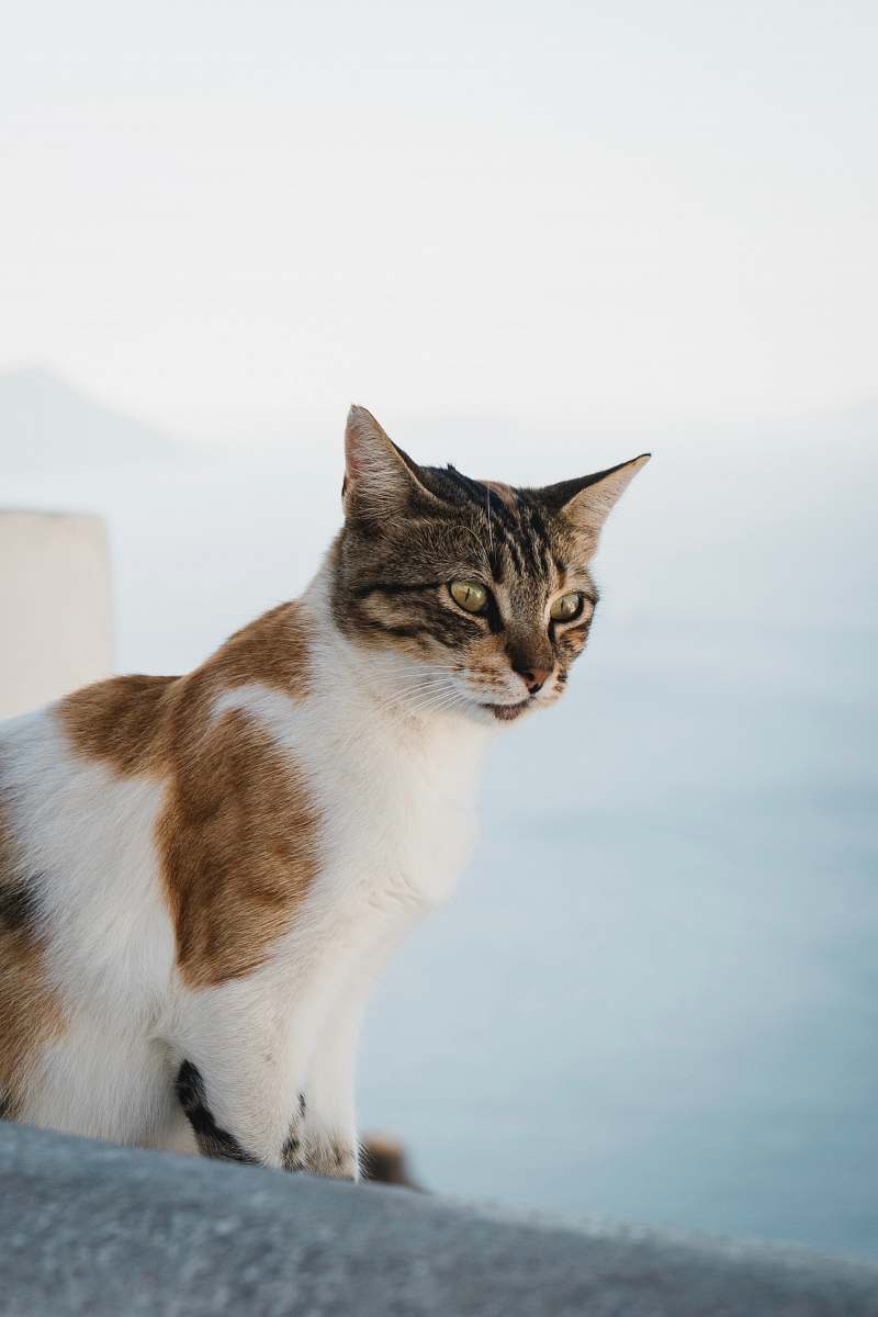 mammal white and brown cat pet