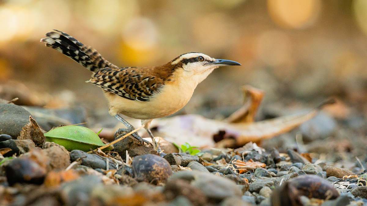 bird white and brown coated bird wren