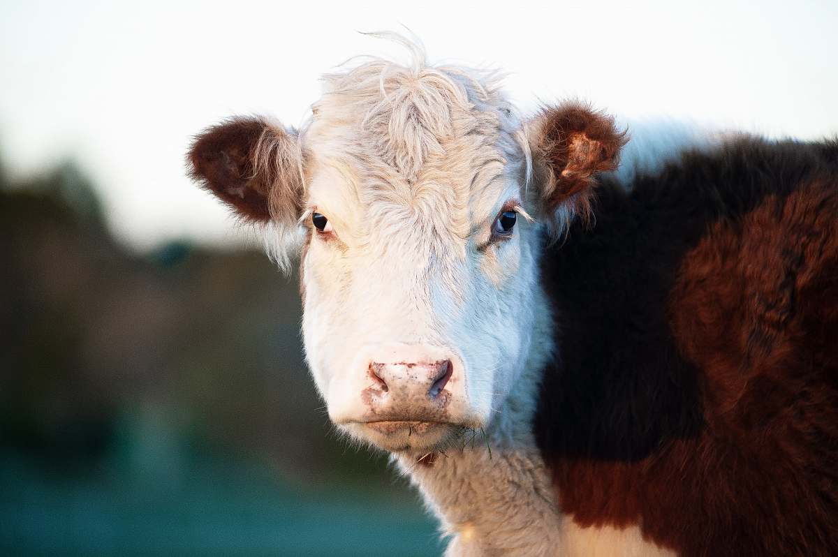 cow white and brown cow cattle