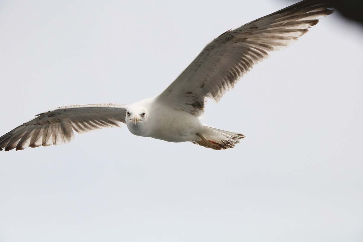 bird white and brown eagle flying