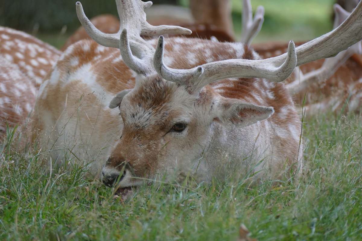deer white and brown elk elk