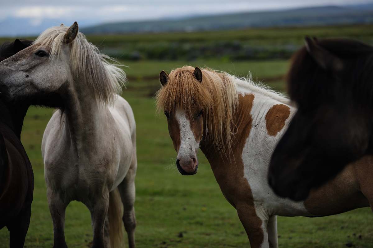 horse white and brown horses close-up photography mammal