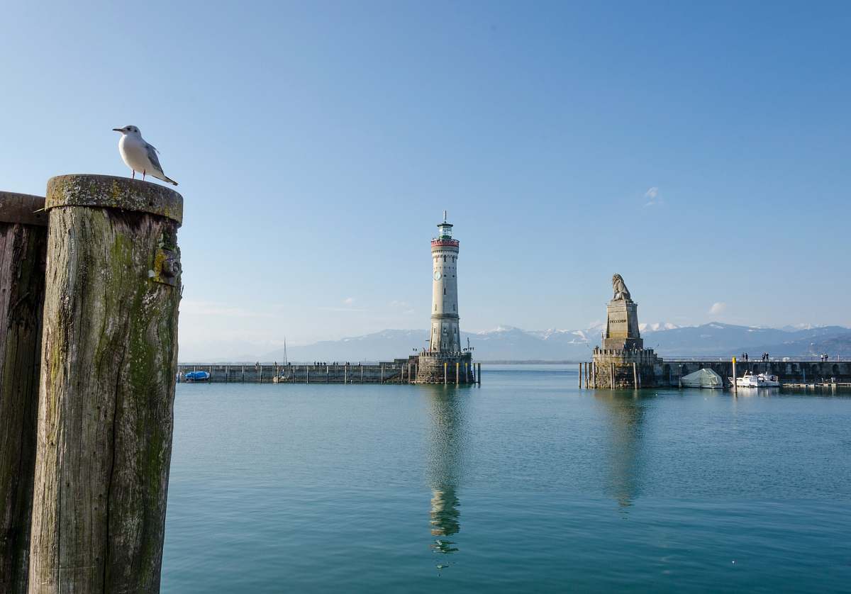 bird white and brown lighthouse photo architecture