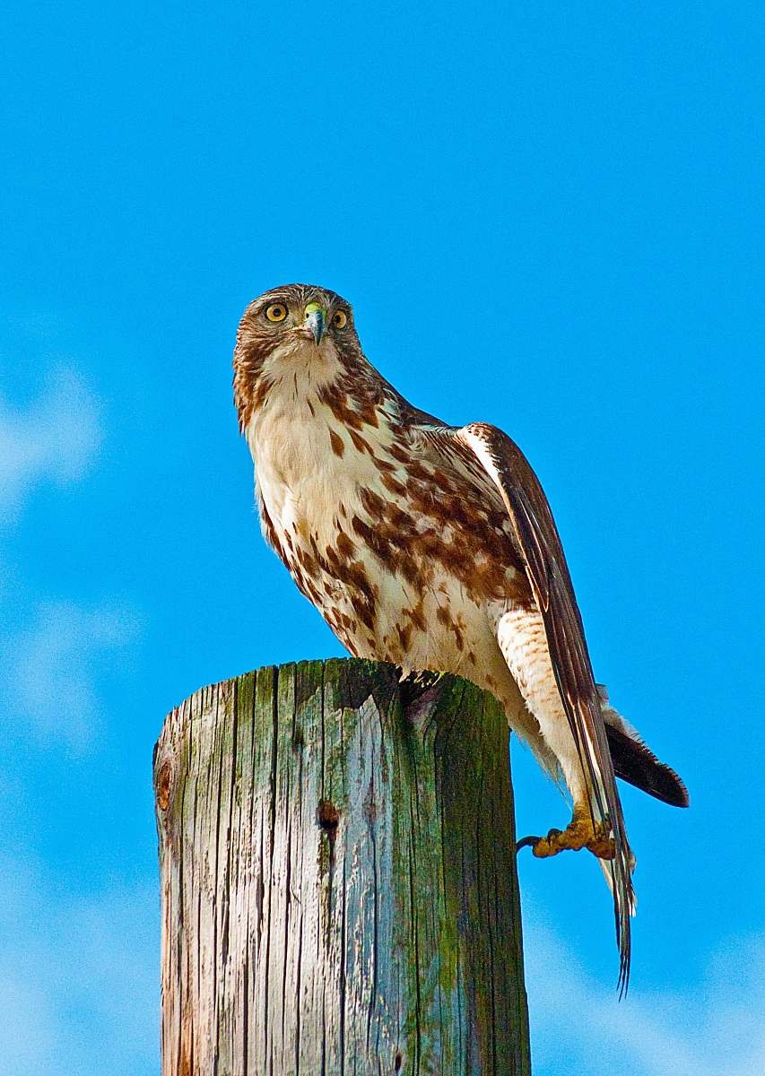 bird white and brown owl on wooden surface hawk