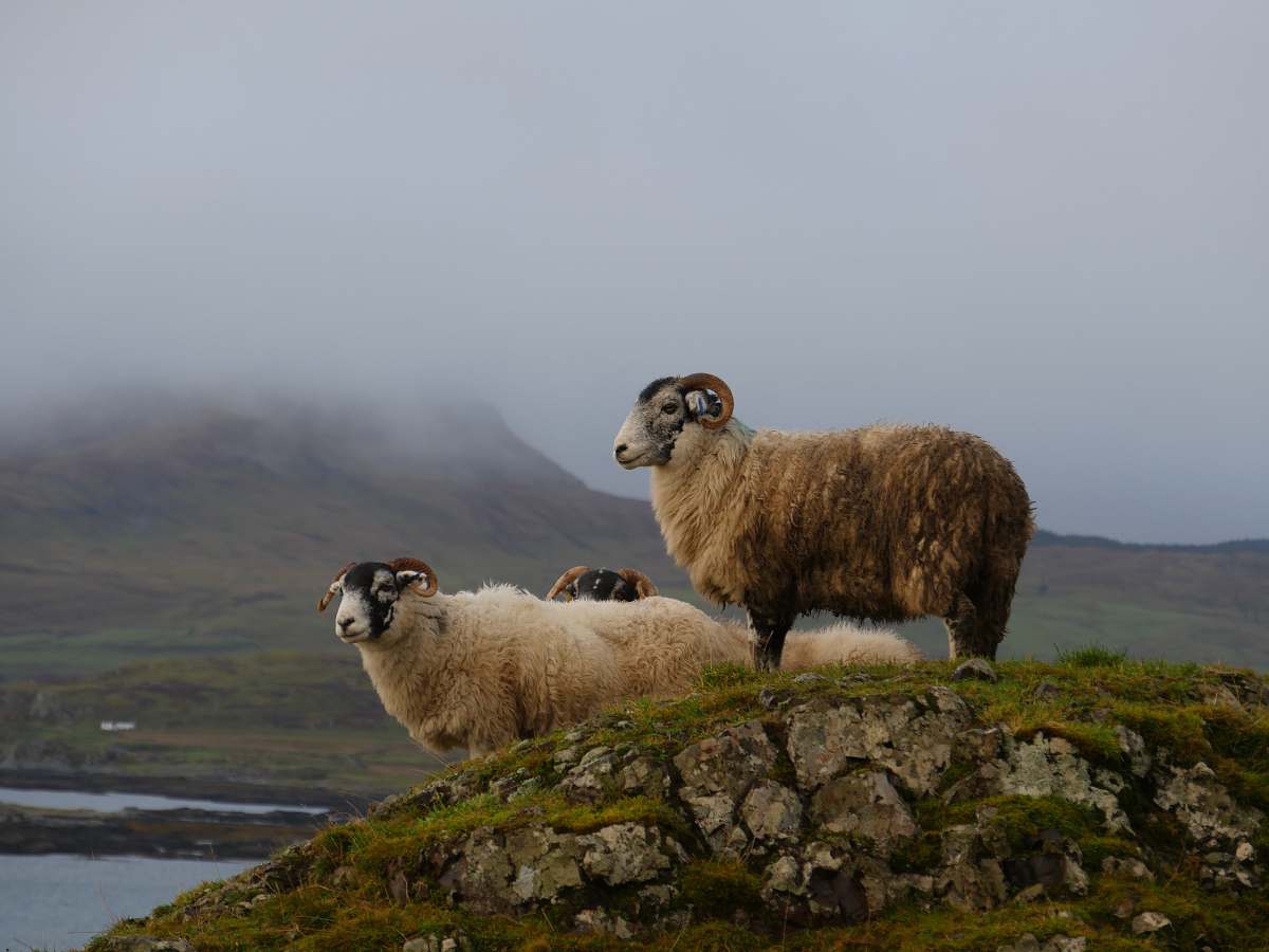 mammal white and brown rams standing on stone sheep
