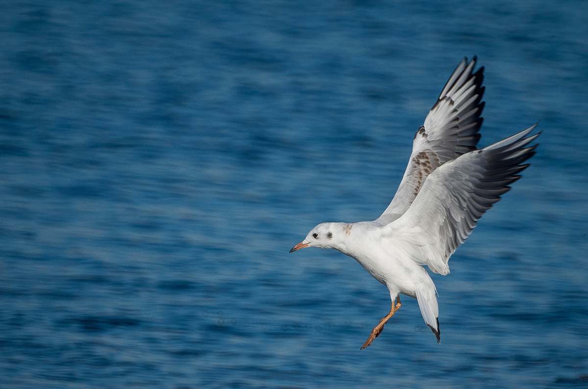 bird white and gray bird flying
