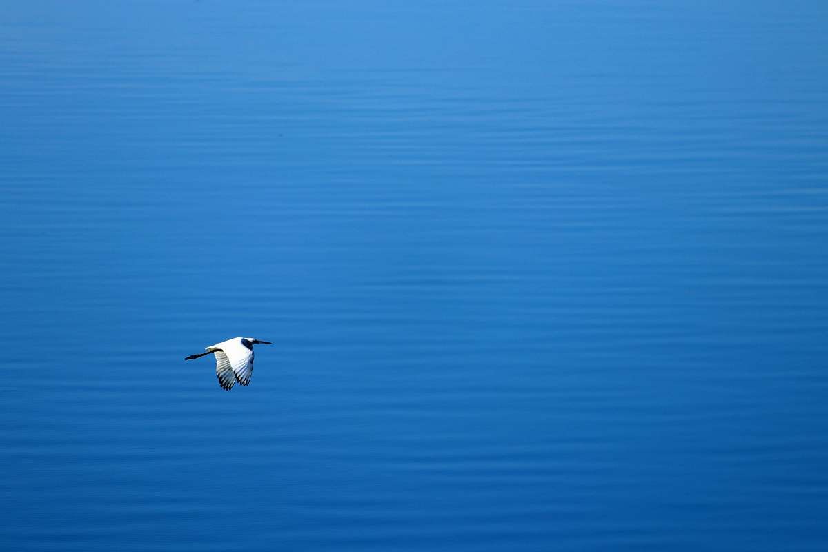flying white and gray bird flying near water blue