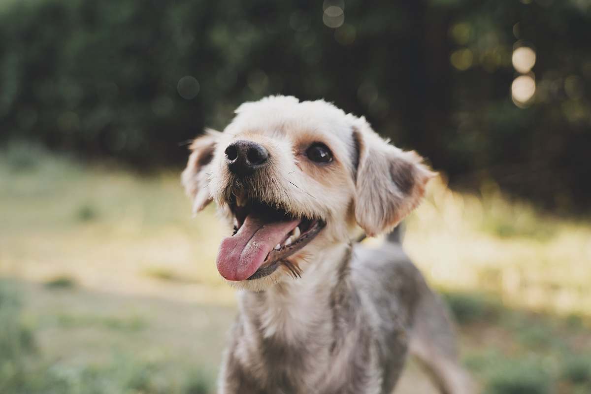 dog white and gray dog pet