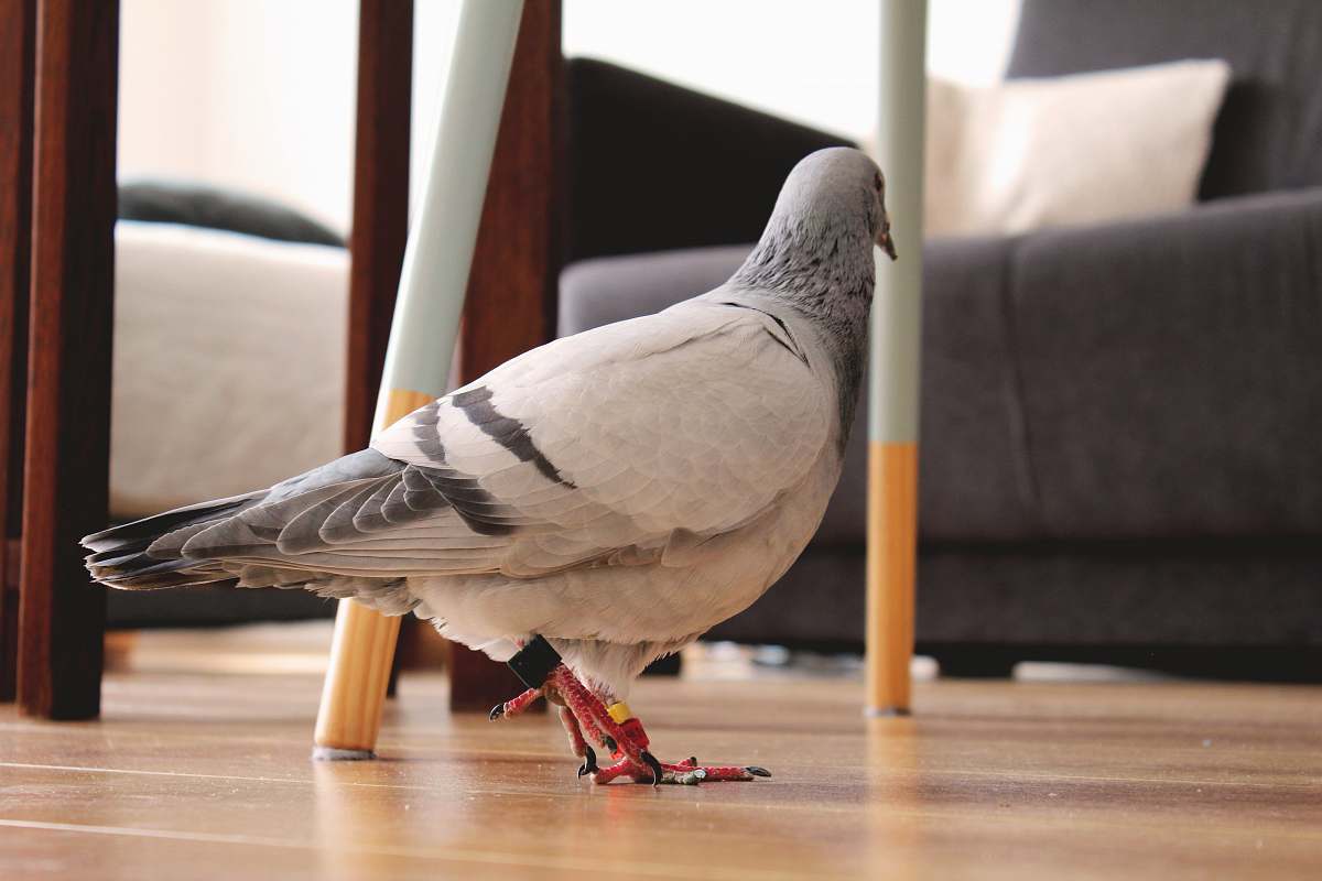 bird white and gray pigeon on floor wood
