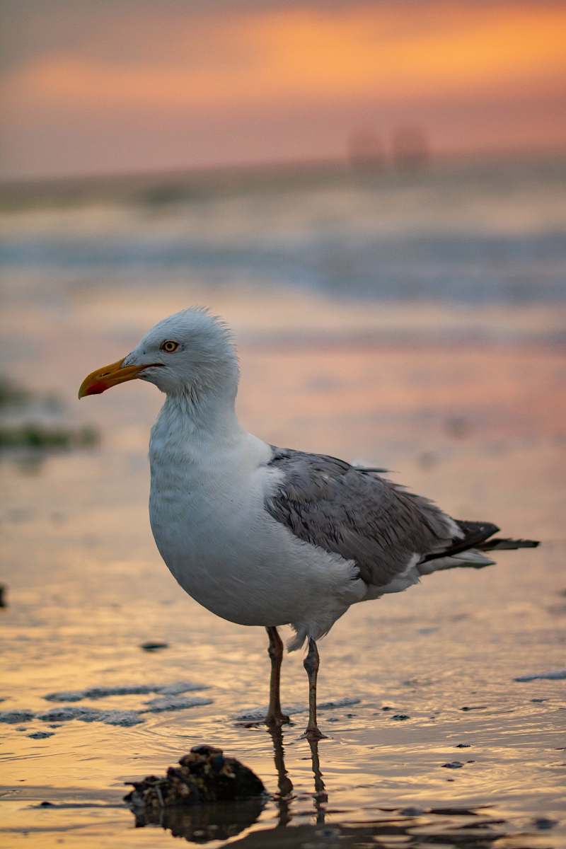 bird white and gray seagull beak