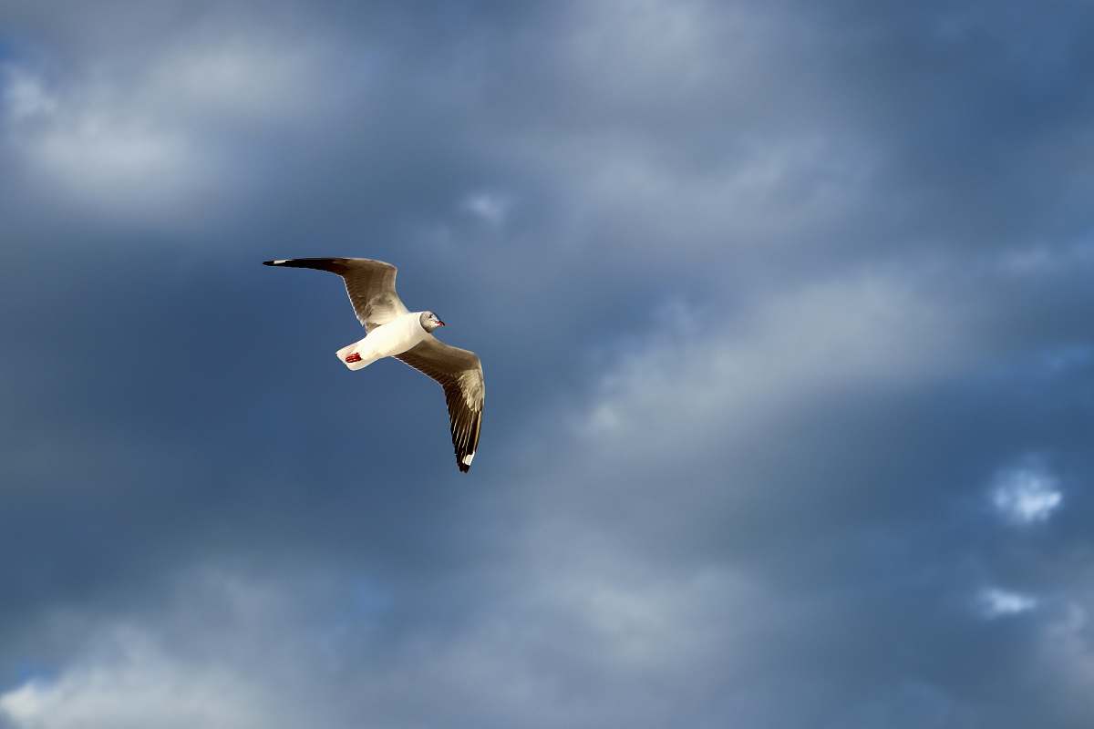 bird white and gray seagull bird flying flying