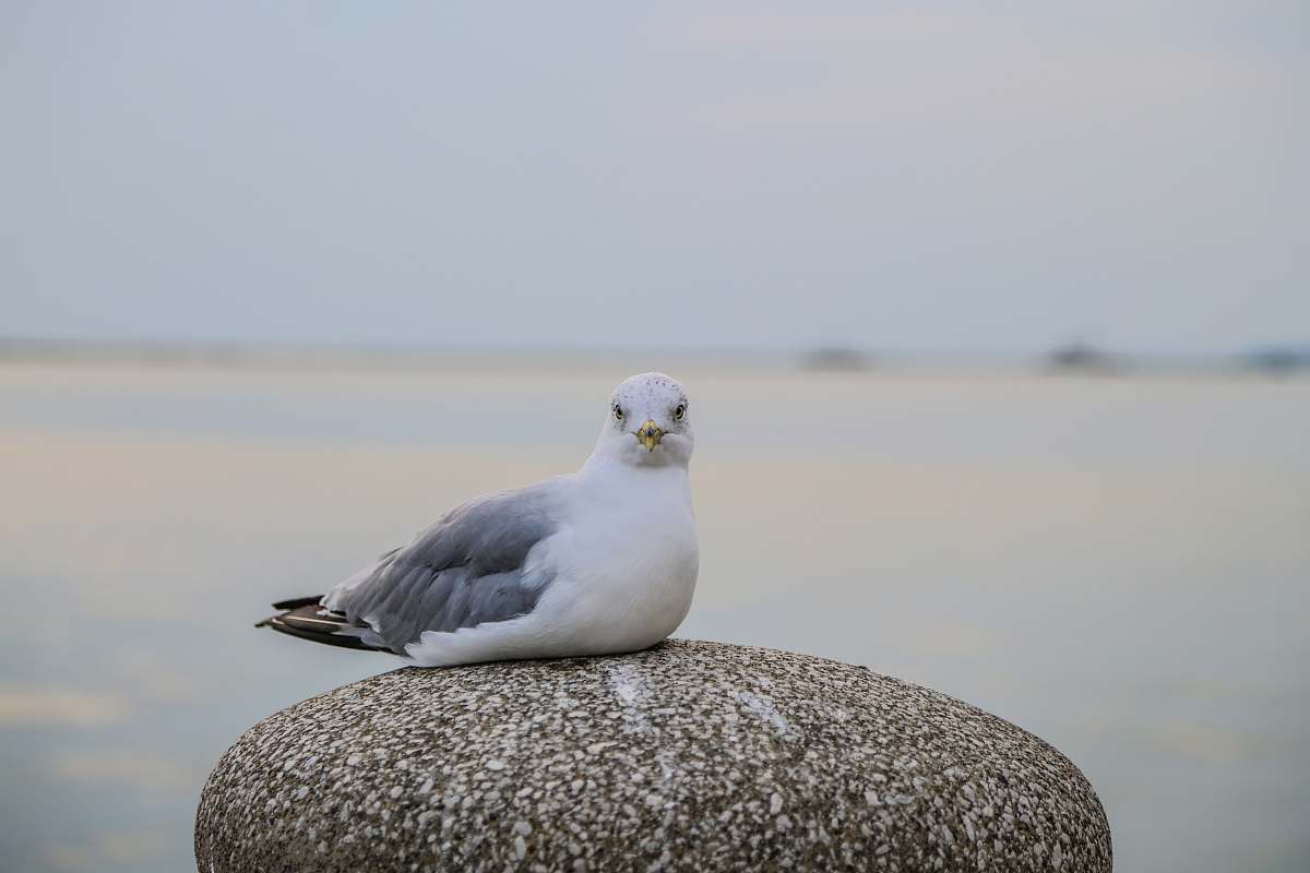 grey white and grey bird on rock seagull