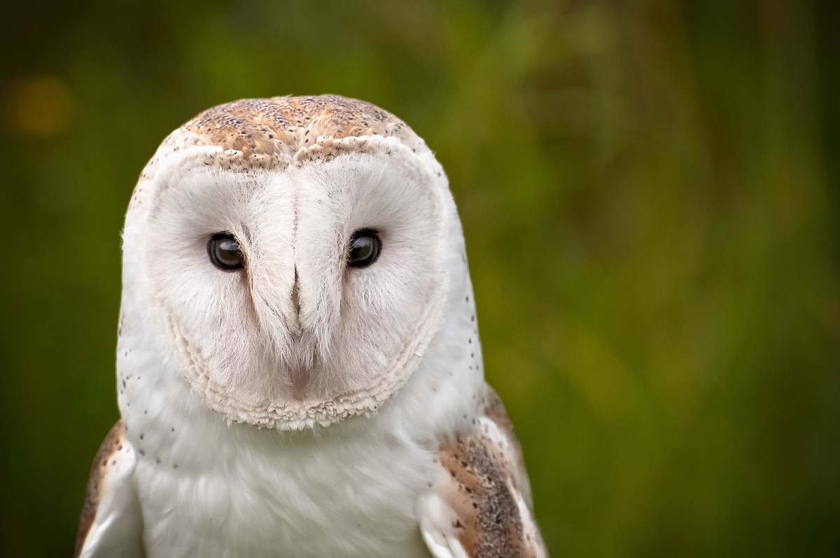 bird white barn owl owl