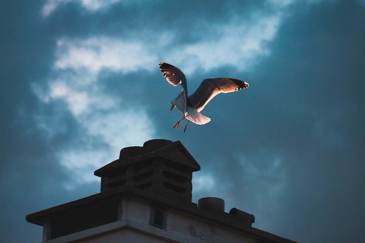 bird white bird above building seagull
