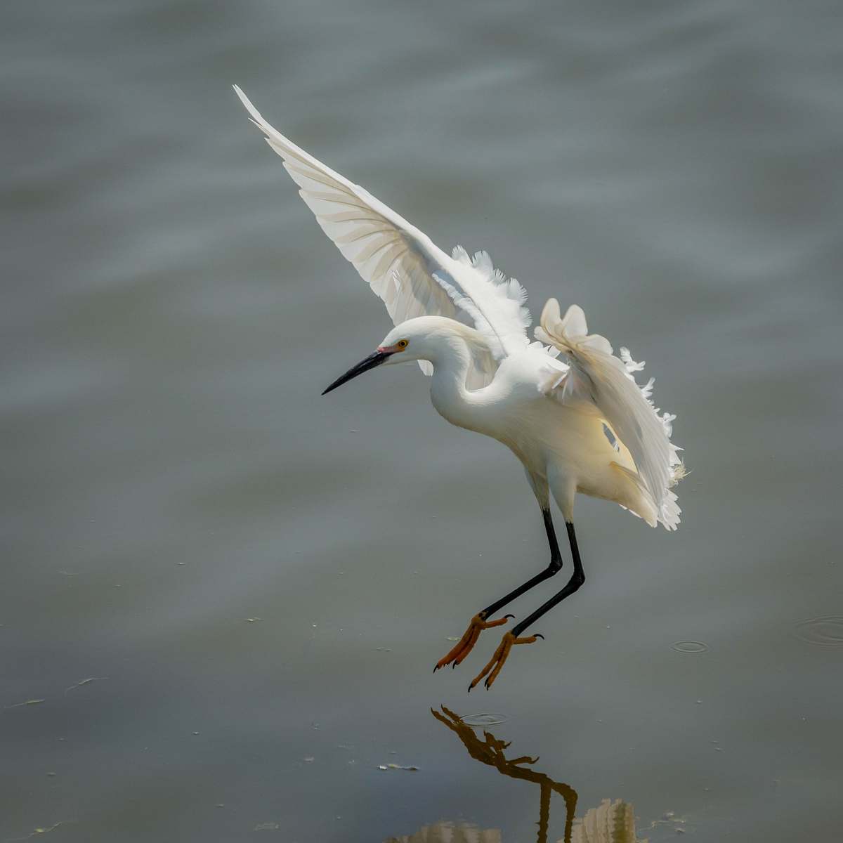 bird white bird flying above body of water during daytime waterfowl