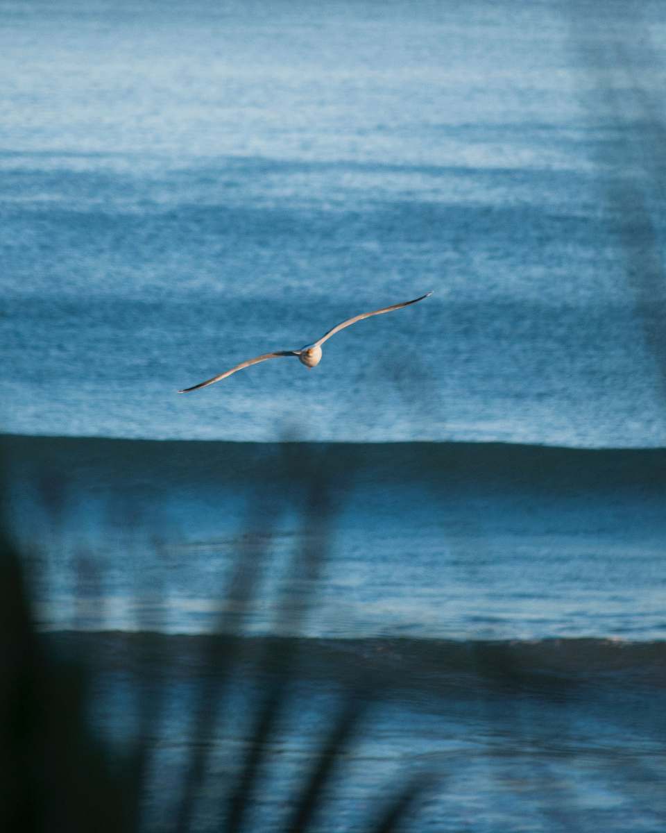 bird white bird flying over body of water during daytime flying