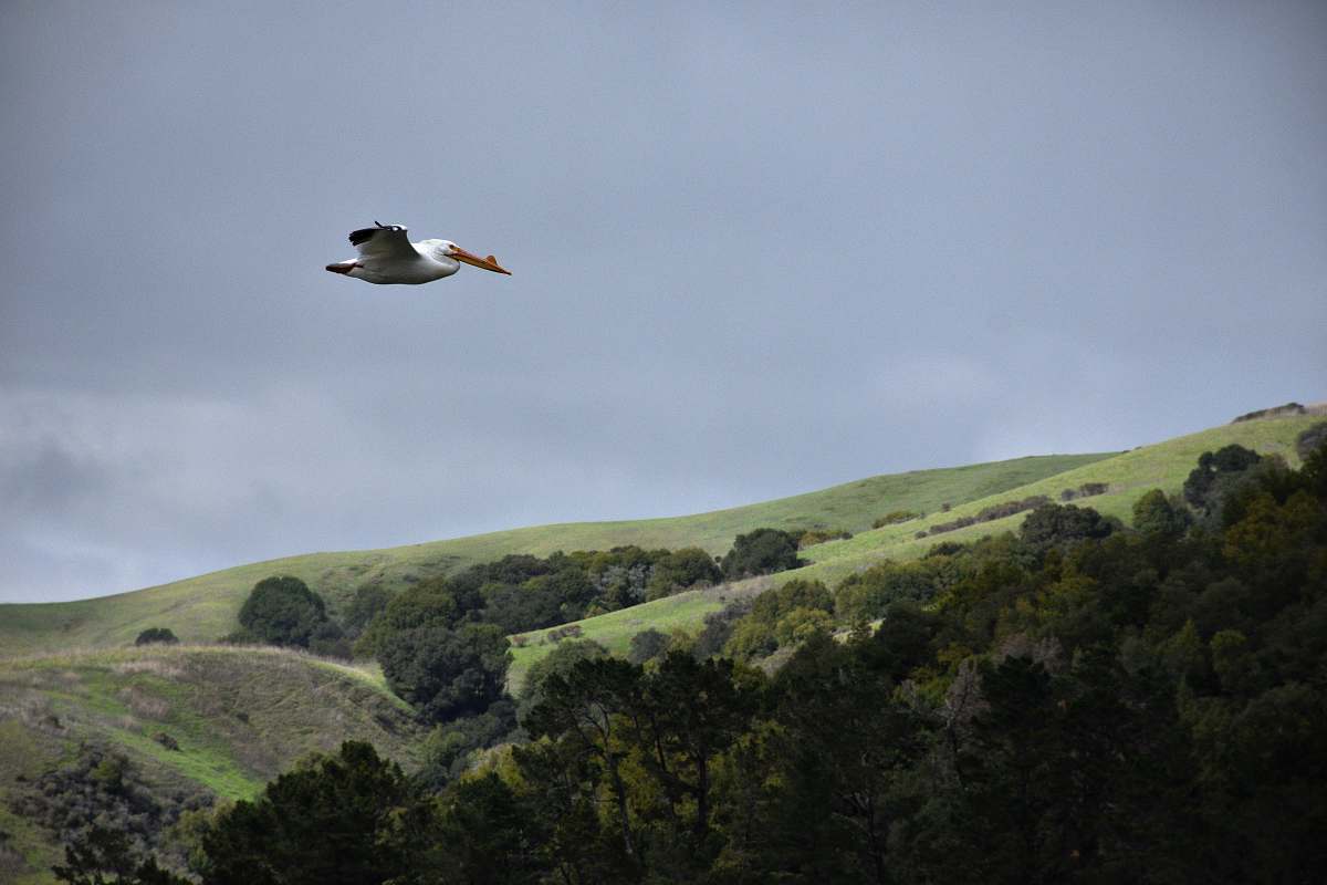 bird white bird in flight flying