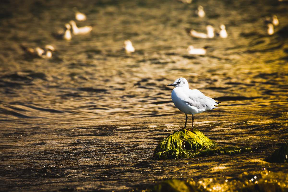 bird white bird on green grass waterfowl