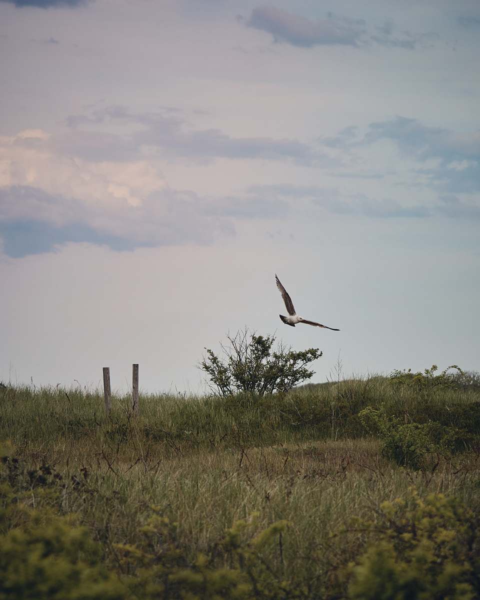 bird white bird on mid air flying