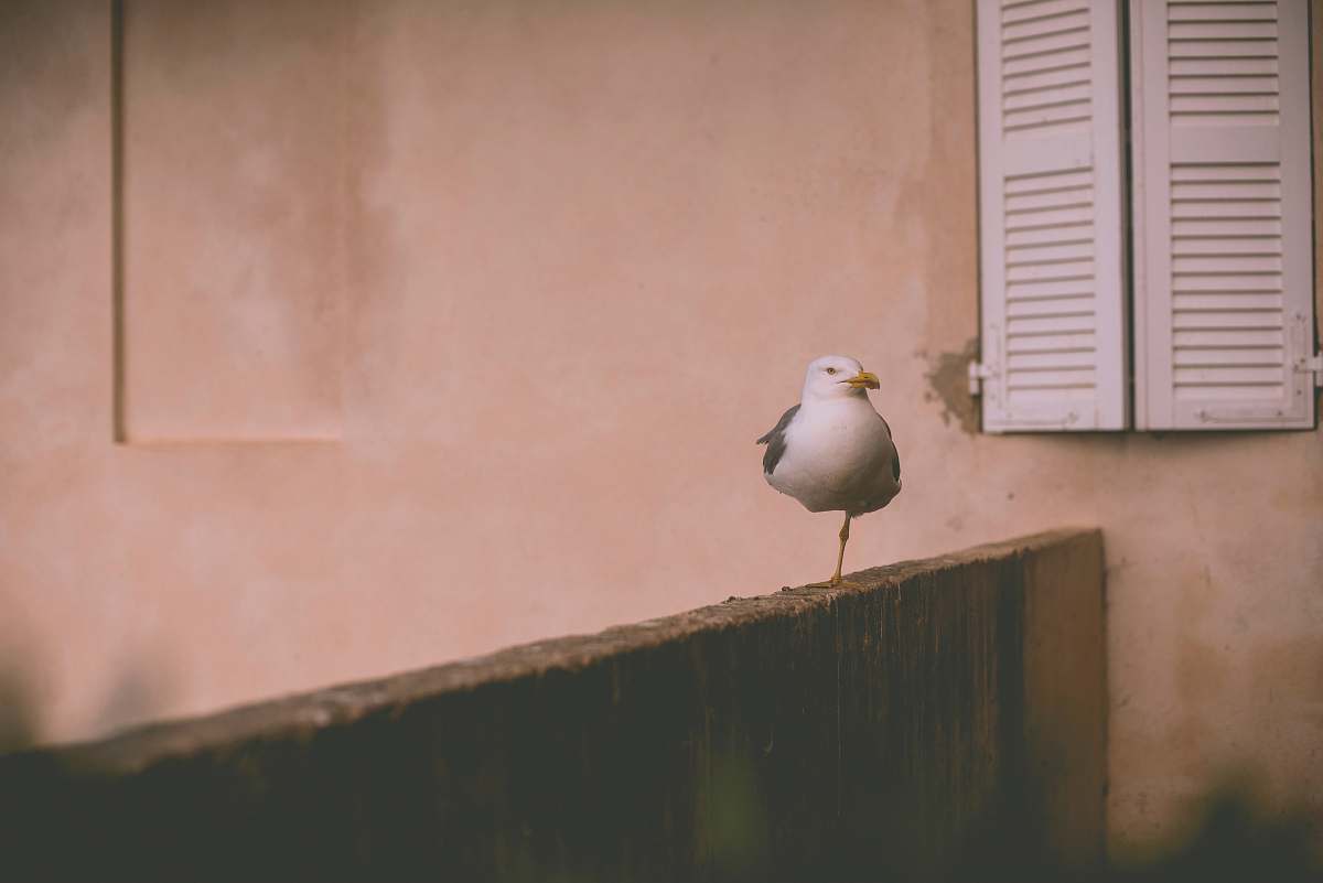 bird white bird perching on brown wooden fence near window seagull