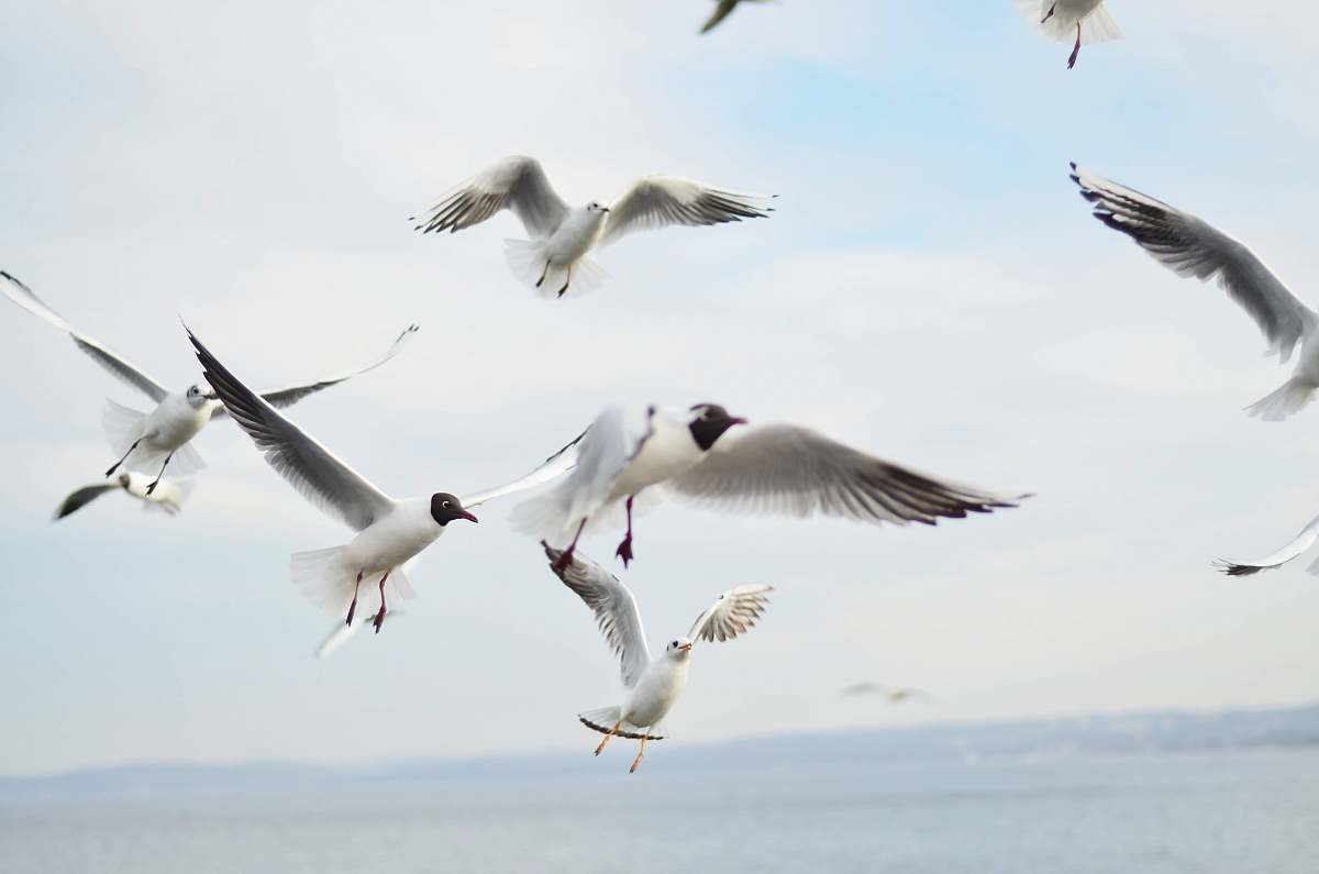 bird white birds flying during daytime flying