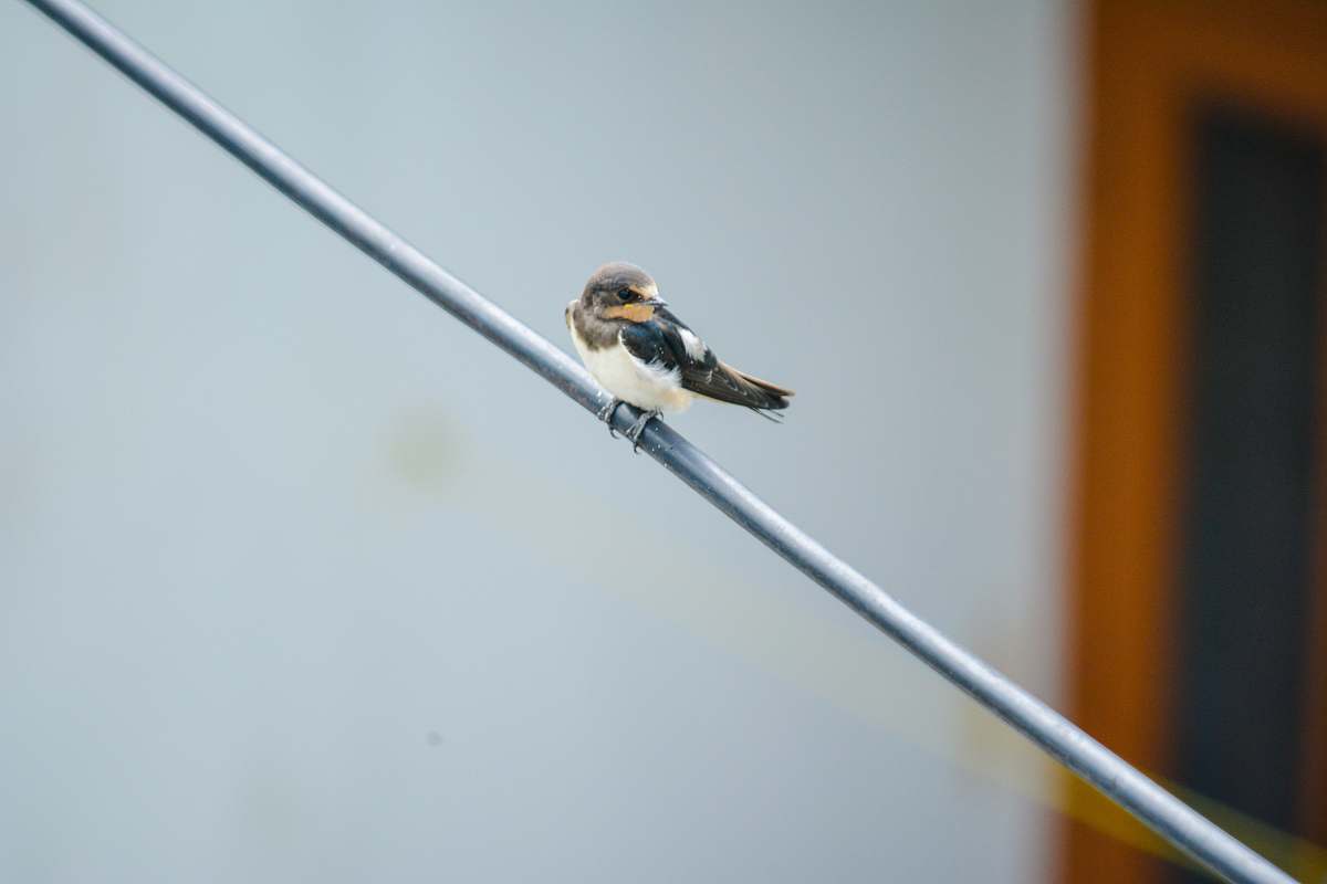 bird white, black, and brown bird perched on gray metal wire swallow