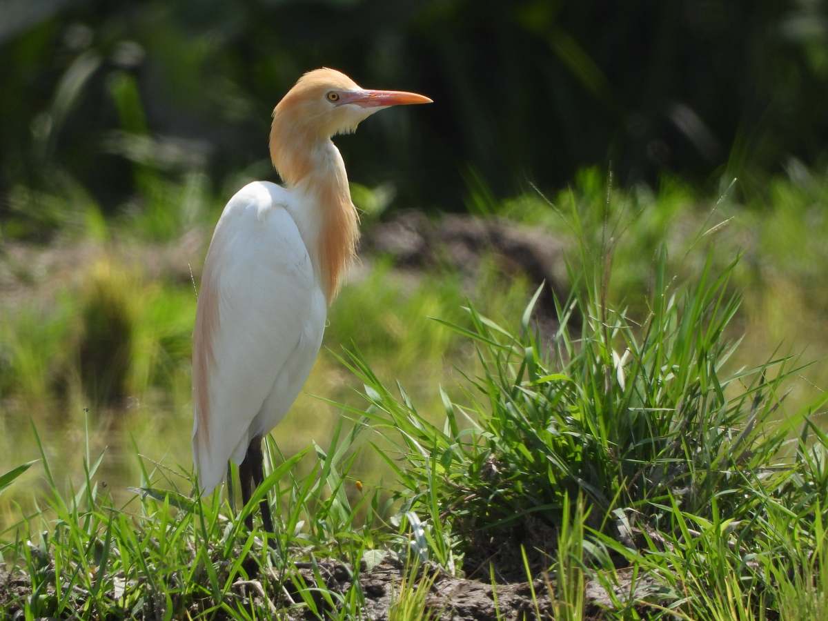 bird white crane on ground during daytime waterfowl
