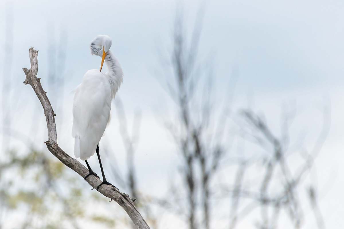 bird white crane on tree branch egret