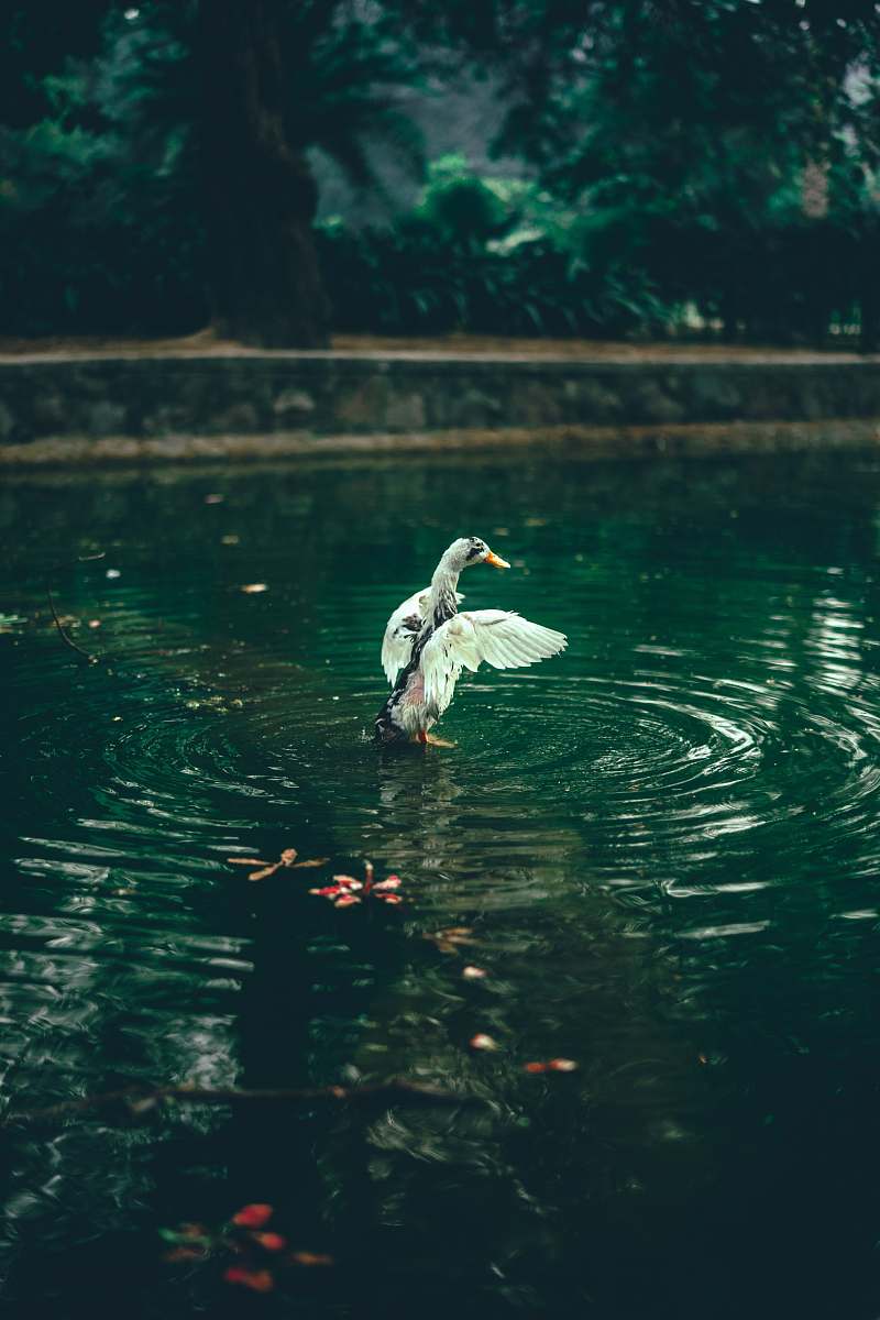 water white duck on body of water bird