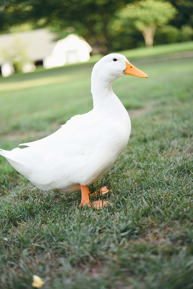 bird white duck on grass field goose