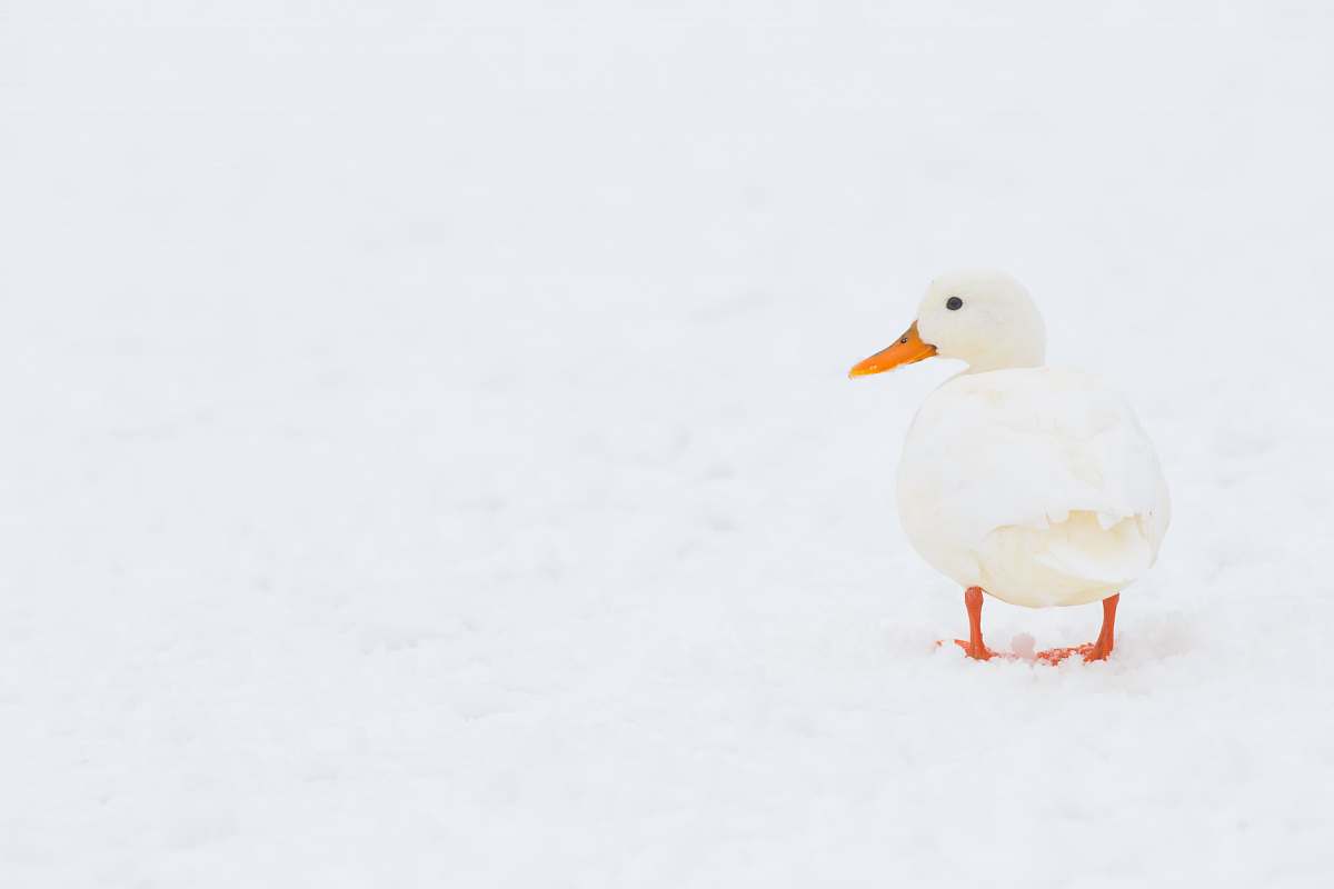 bird white duck on white surface duck
