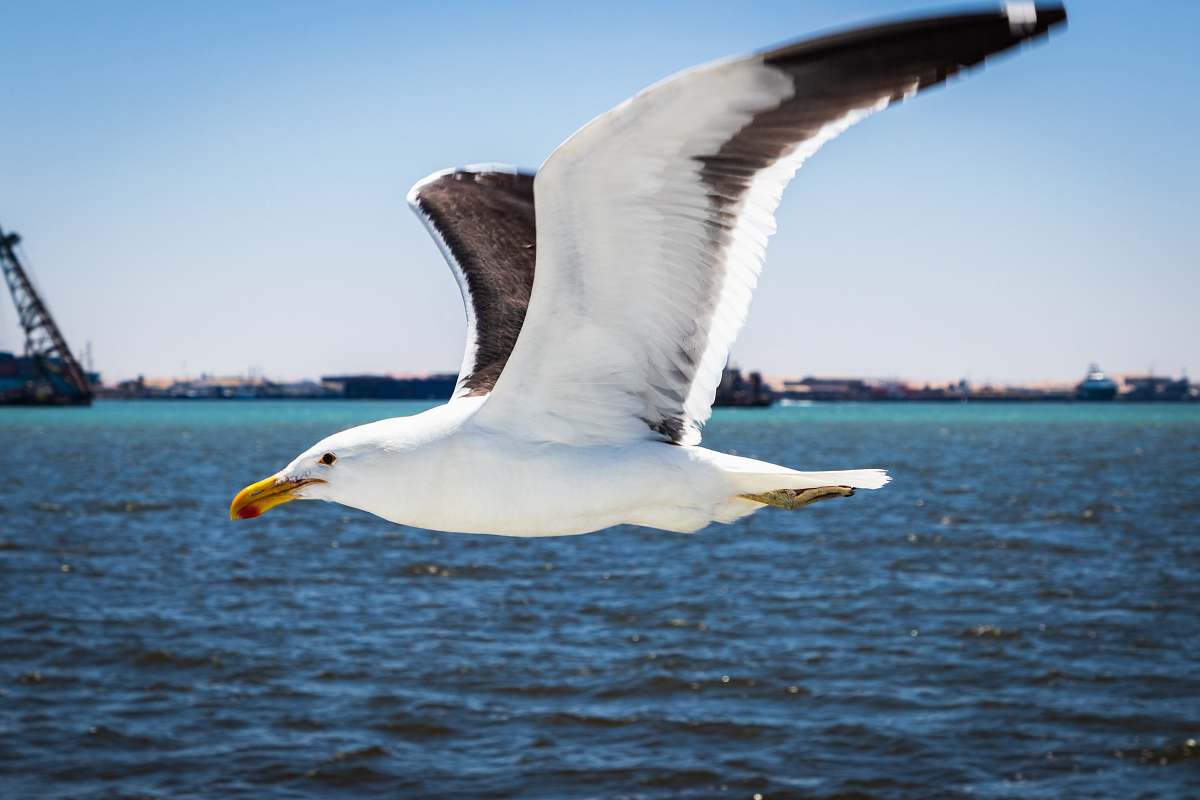 bird white gull flying
