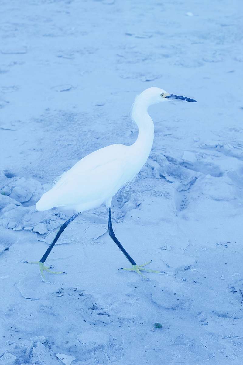 bird white heron blue