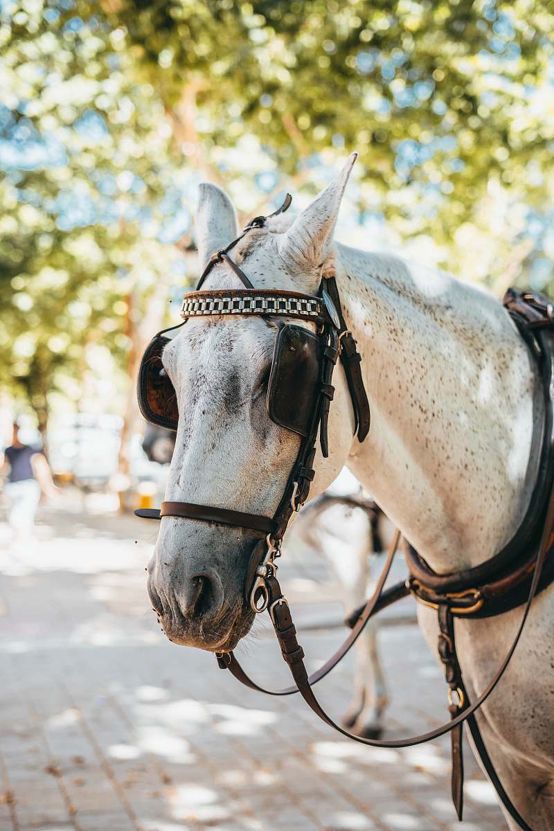 mammal white horse facing sideways horse