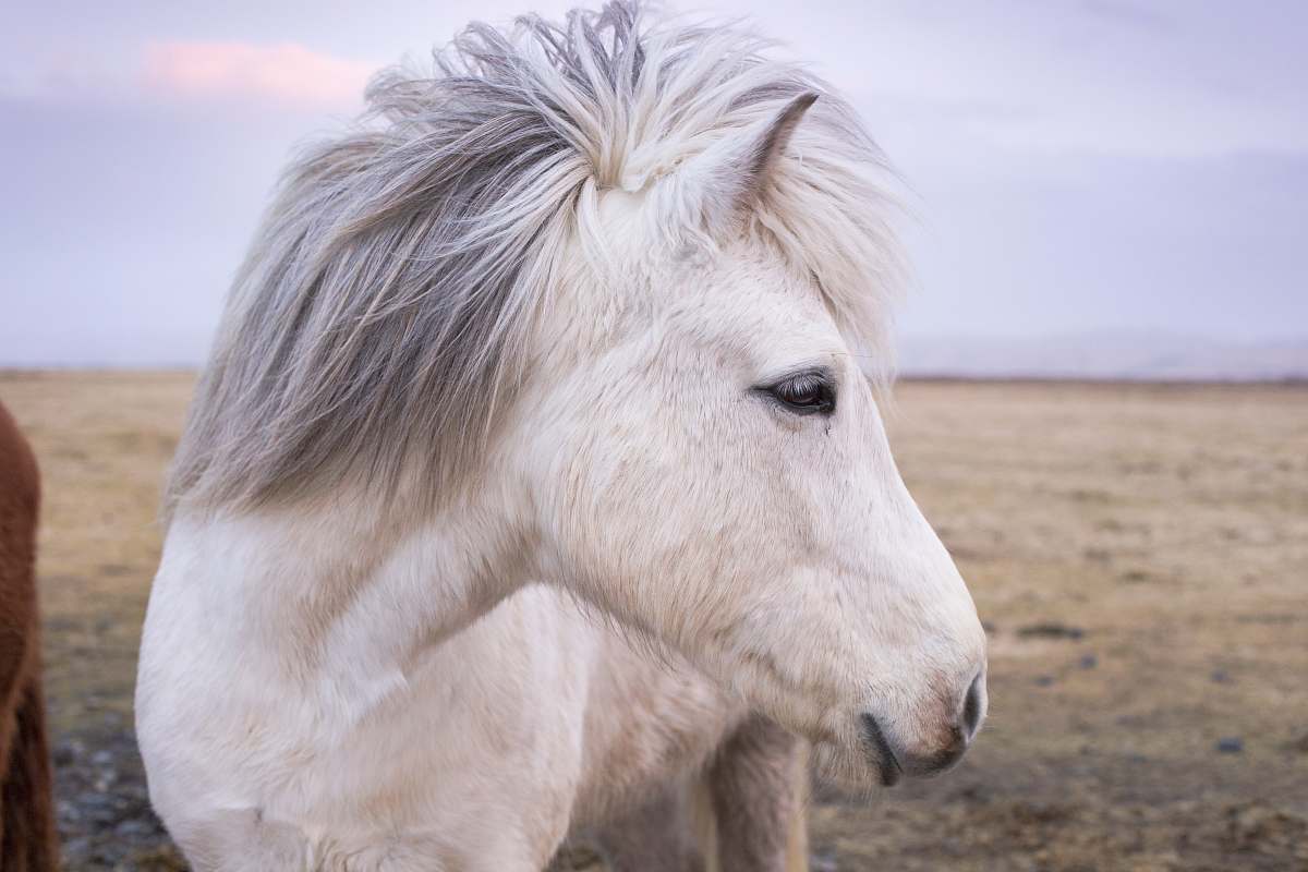 horse white horse pony
