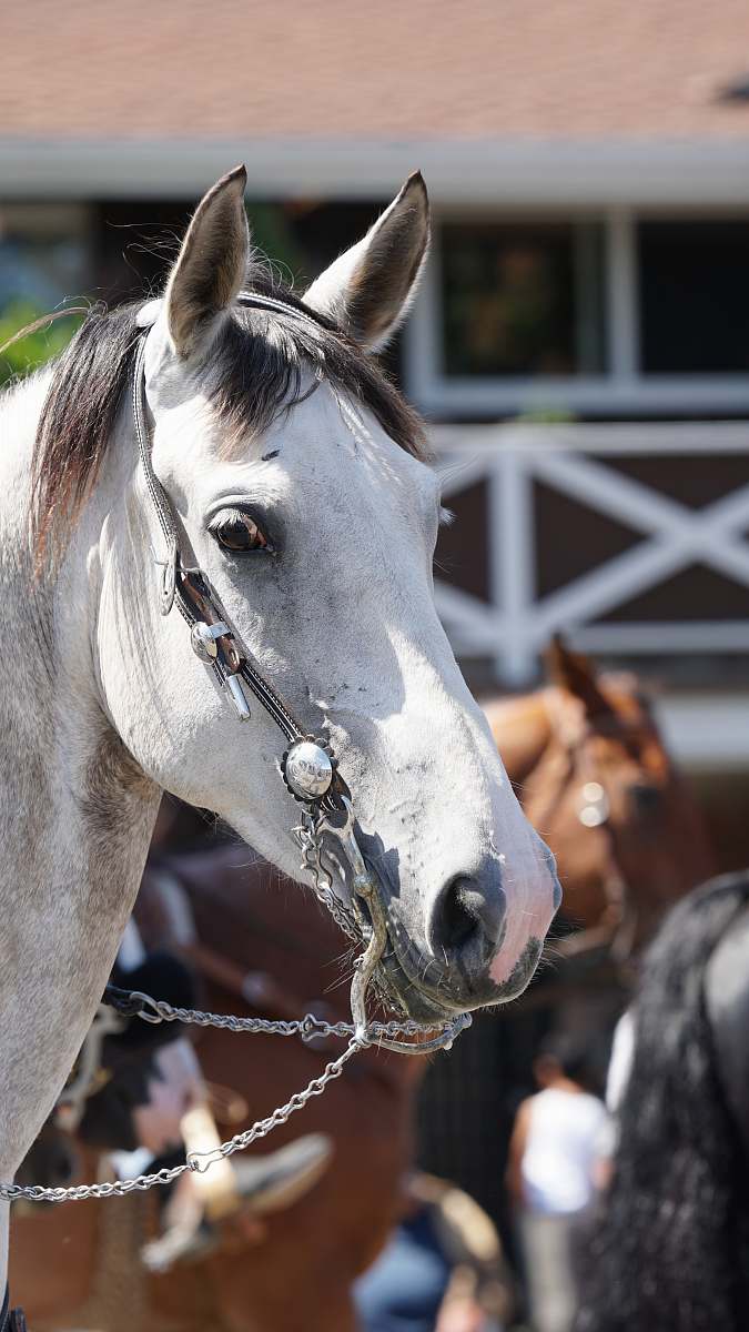 mammal white horse horse