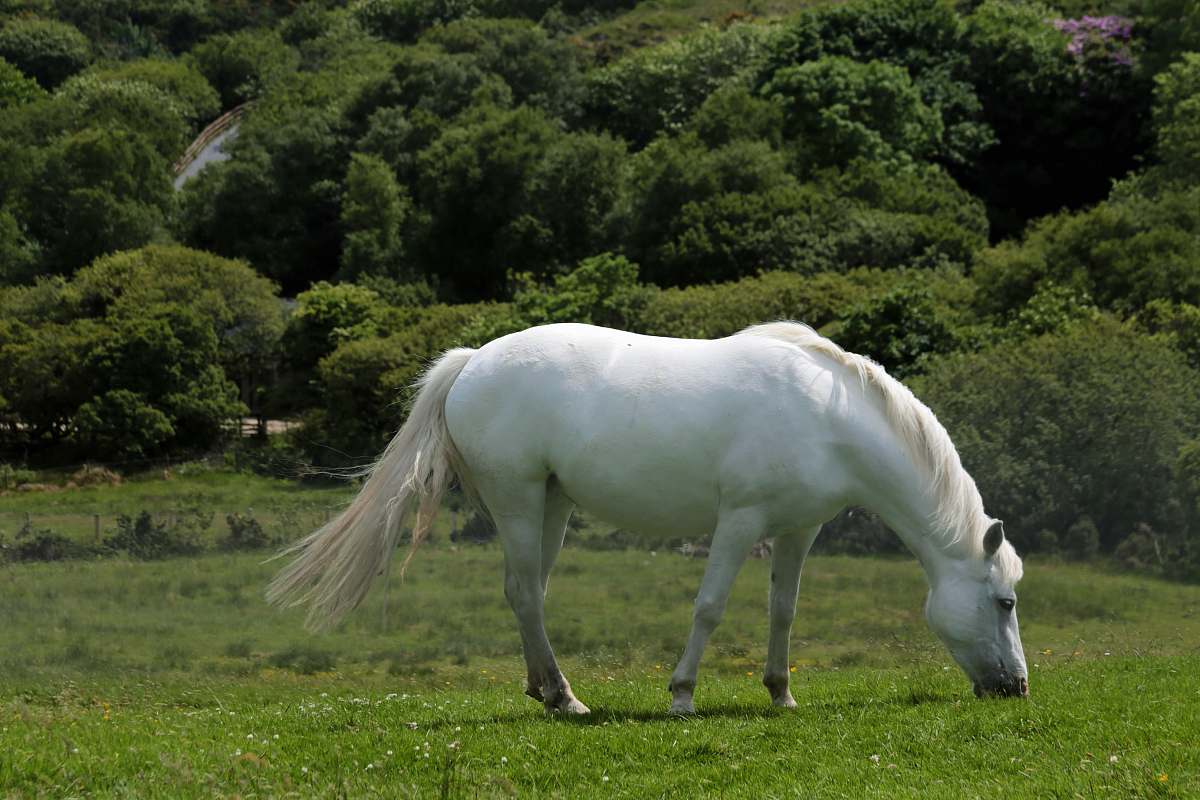 horse white horse near trees mammal