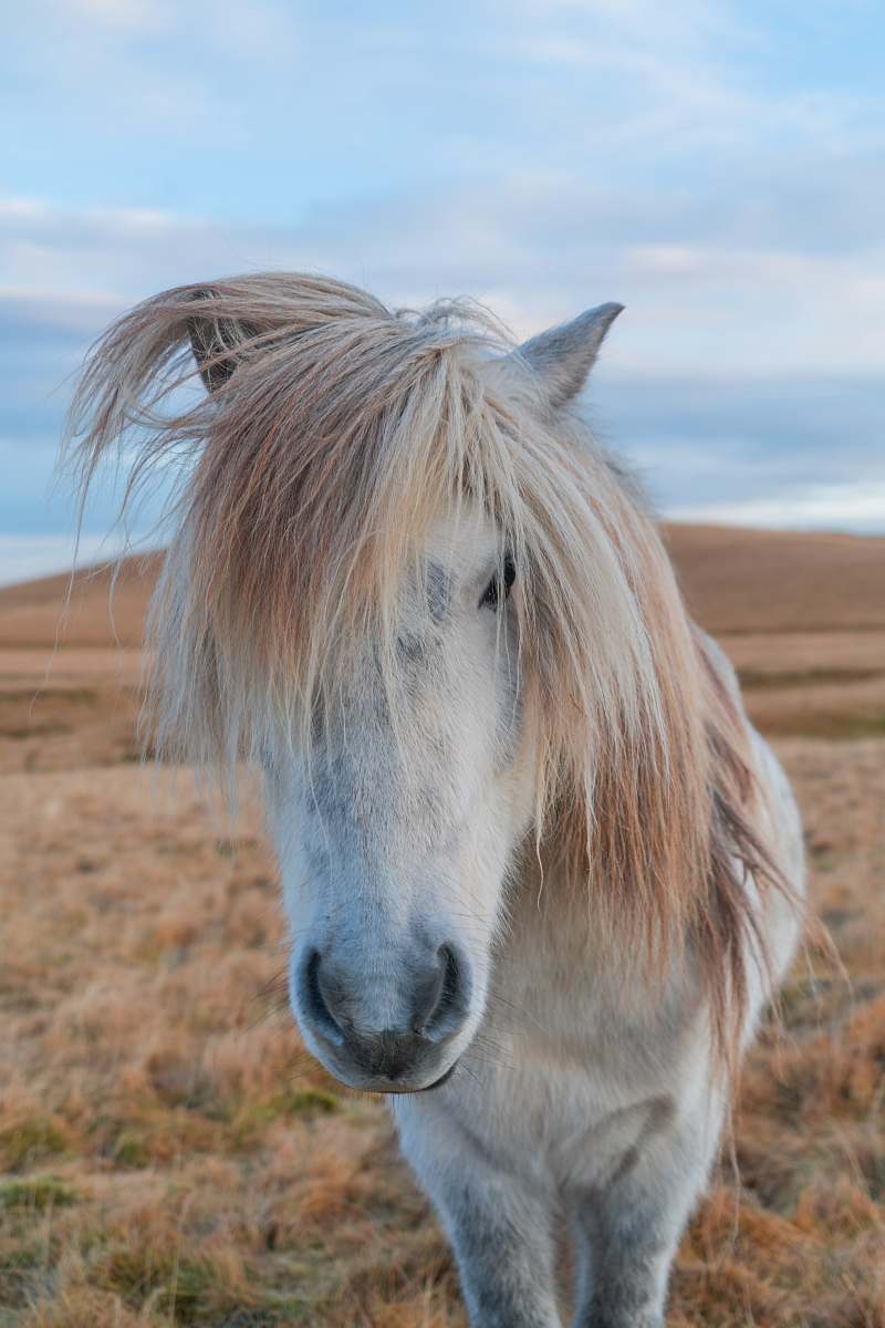 mammal white horse on brown grass field horse
