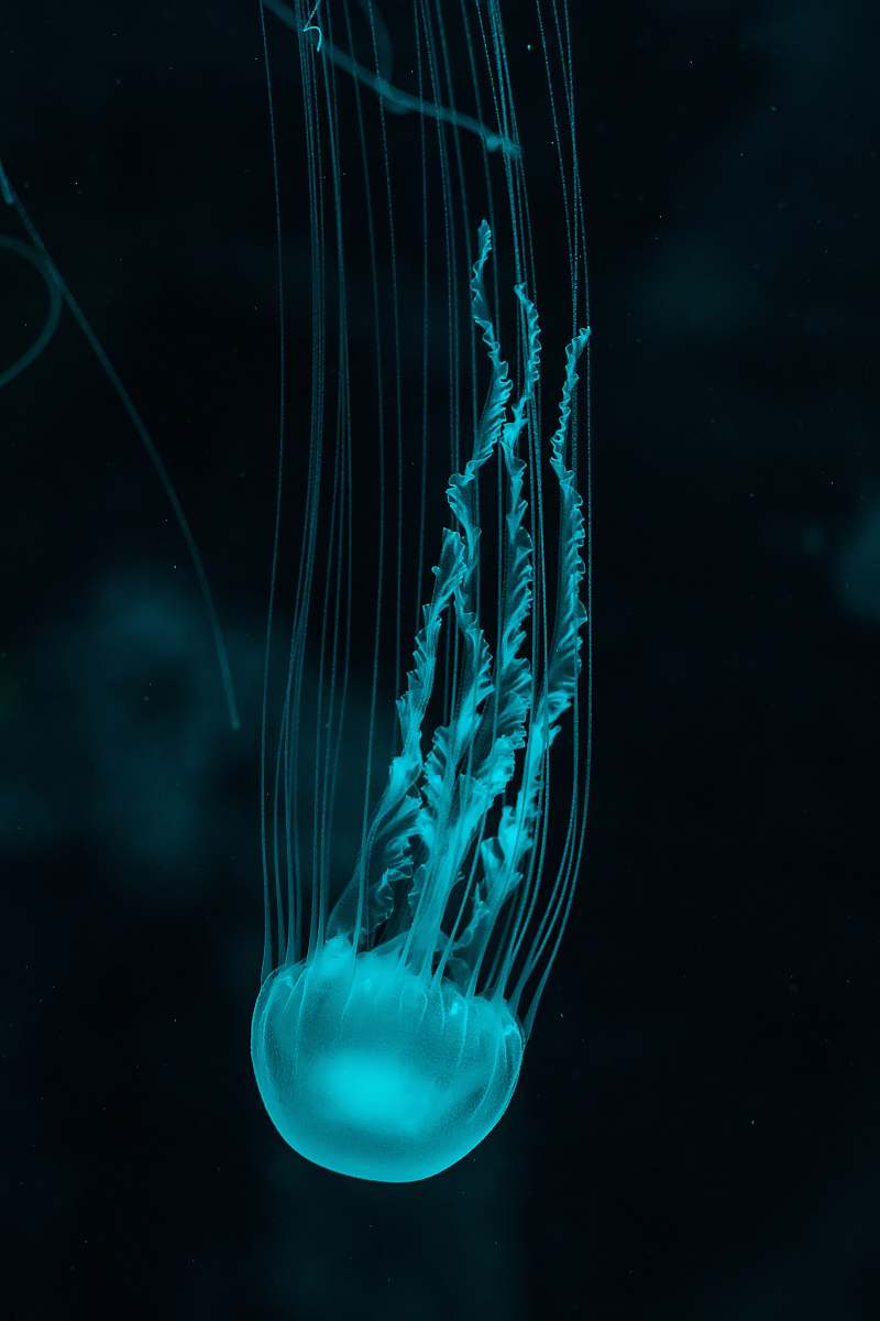 jellyfish white jellyfish invertebrate