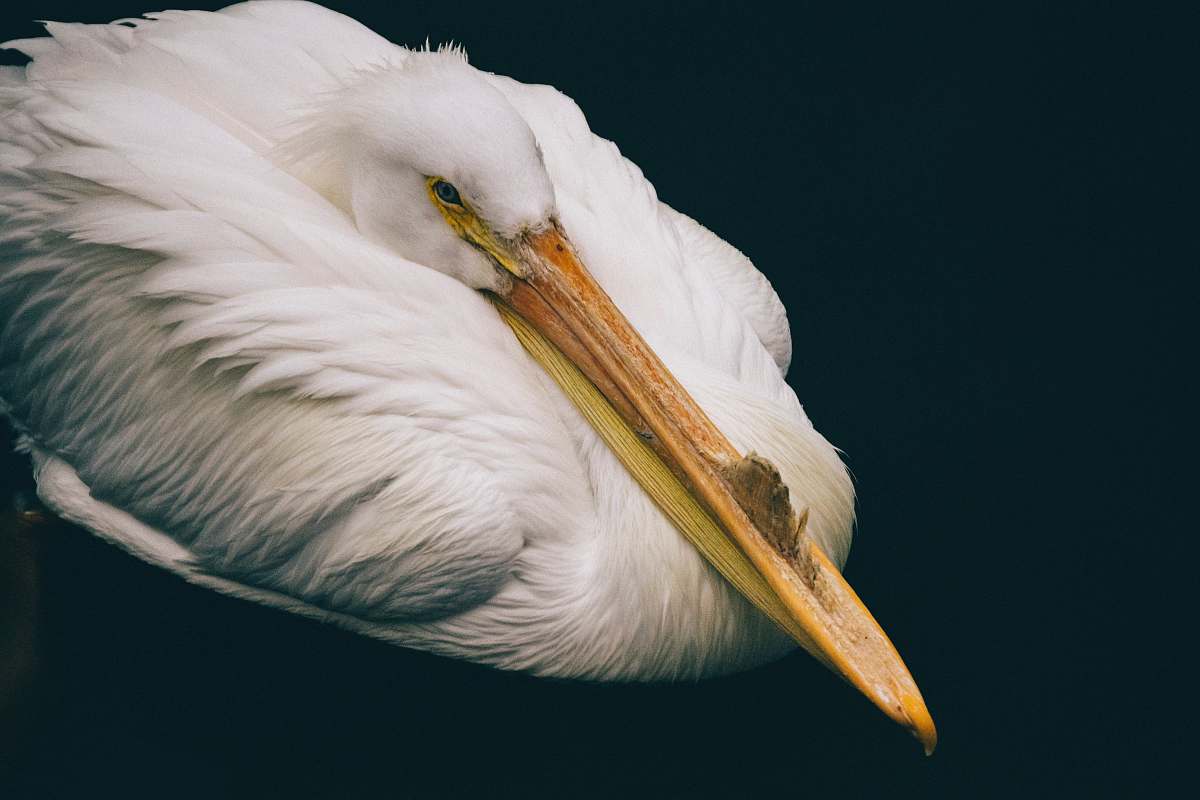 bird white long-beak bird pelican
