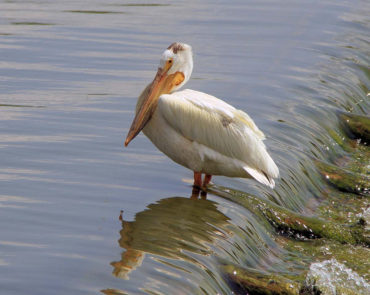 water white long-beaked bird near body of water bird
