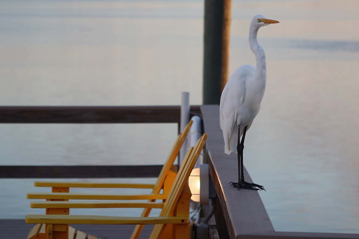 bird white long-beaked bird near brown wooden armchair waterfowl