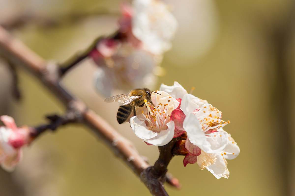 bee white-petaled flowers honey bee