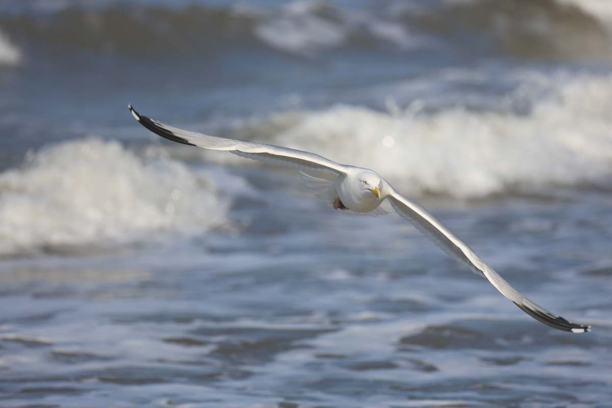 grey white seagull flying over body of water bird