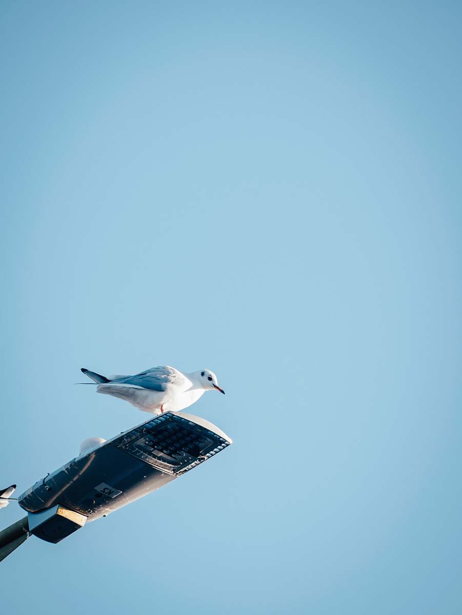 bird white seagull perching on light post during daytime flying