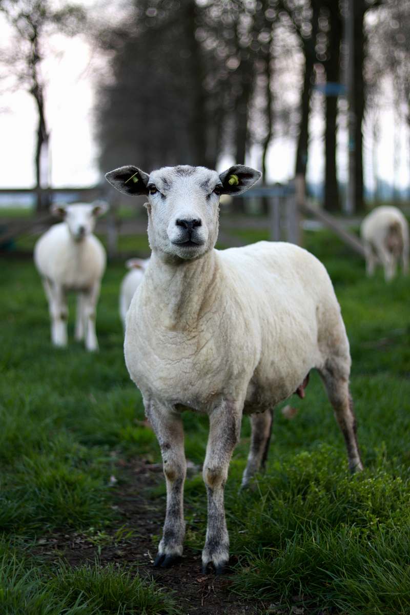 mammal white sheep nieuwleusen