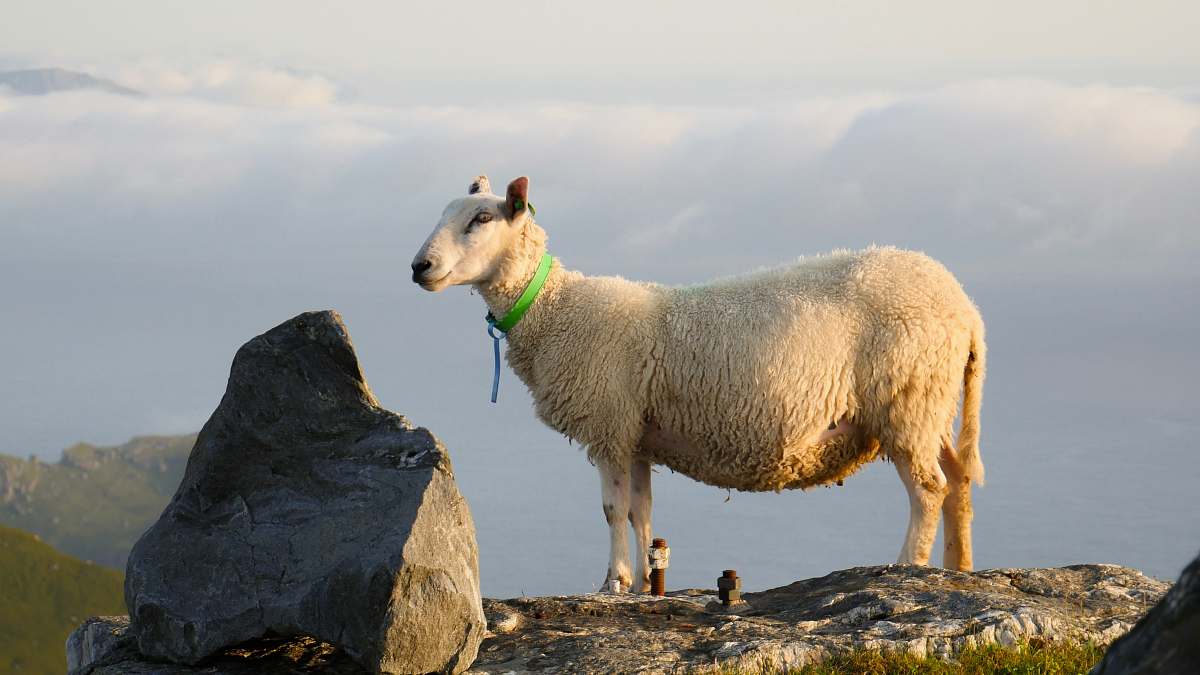mammal white sheep near gray boulder rock sheep