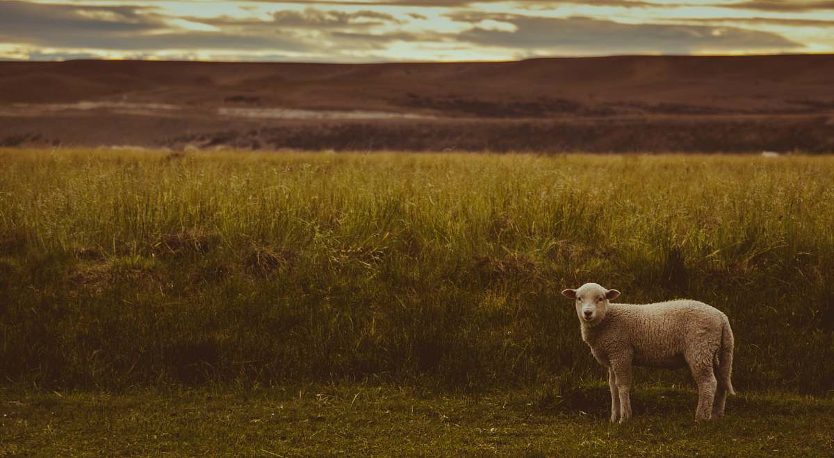 sheep white sheep near the green grass mammal